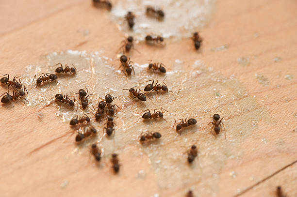 Best Local Pest Control Services  in Sandy Hook, CT